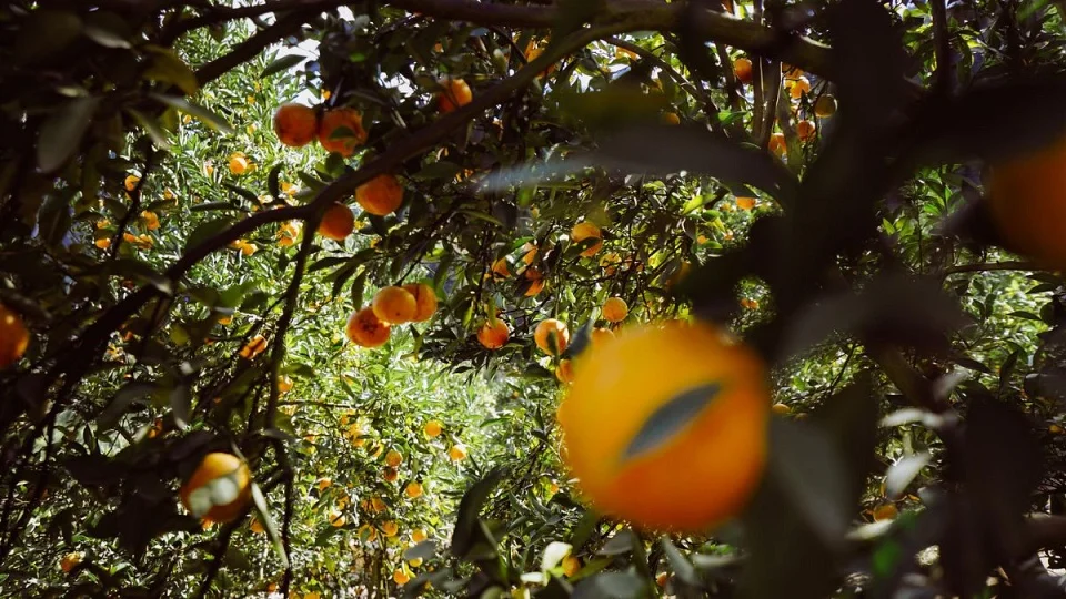 Naranjas M.G. Naranjas M.G.