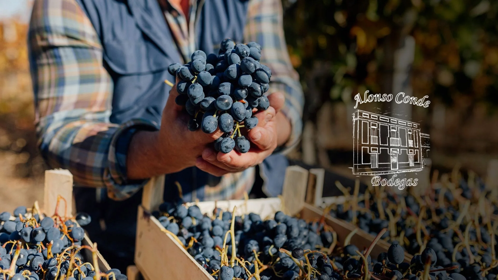 Bodegas Alonso Conde Bodegas Alonso Conde